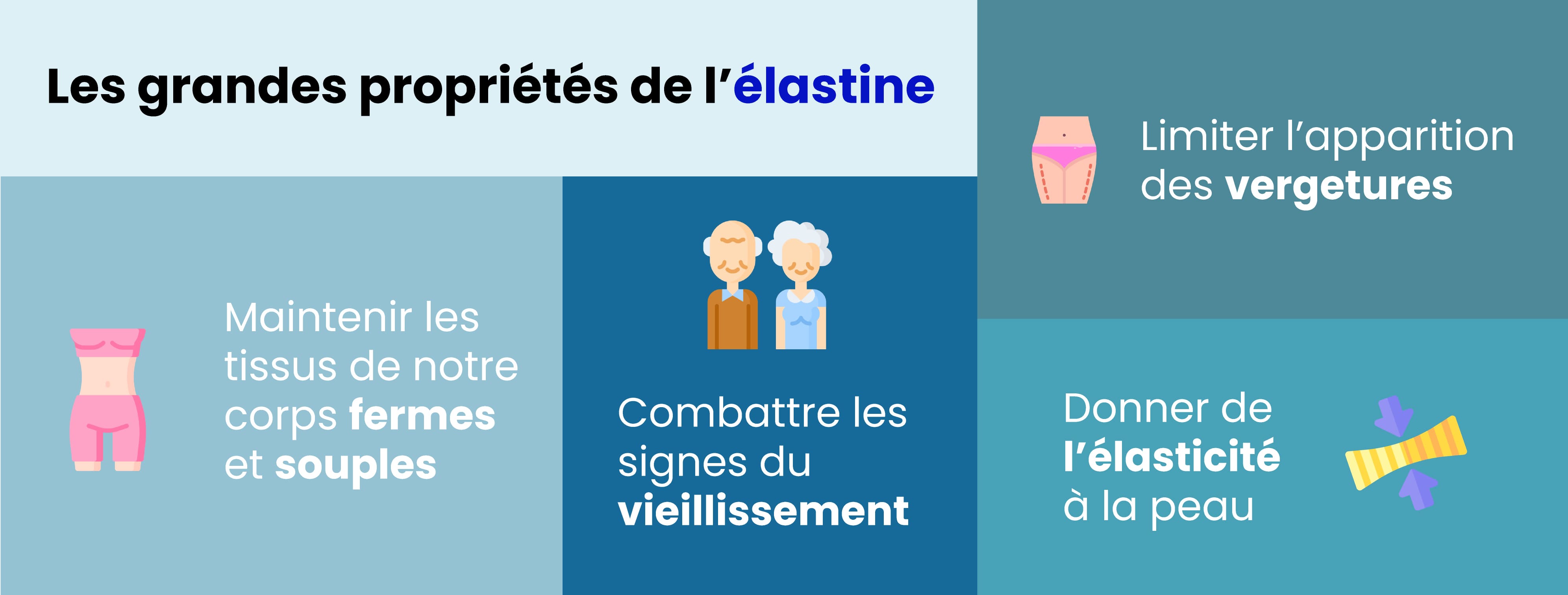 Infographie présentant les grandes propriétés de l'élastine : - Maintenir les tissus de notre corps fermes et souples, - Combattre les signes du viellissement, - Limiter l'apparition des vergetures, - Donner de l'élasticité